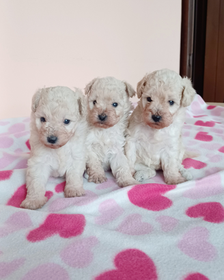 Cuccioli di barboncino toy bianchi