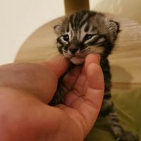 Cuccioli bengal/ charcoal e brown