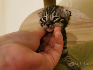 Cuccioli bengal/ charcoal e brown