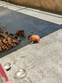 Cuccioli Da Regalare