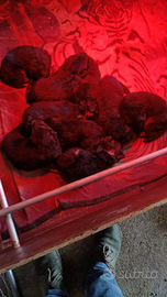 Pastore tedesco cuccioli