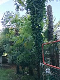Piante