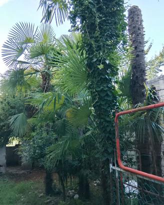Piante