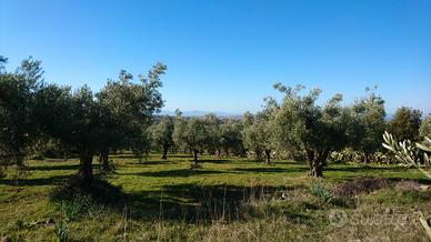Uliveto