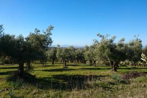 Uliveto