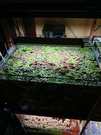 Mix piante galleggianti per acquario