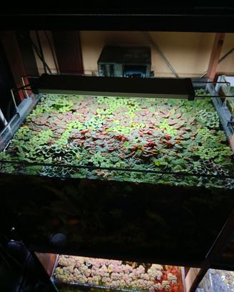 Mix piante galleggianti per acquario