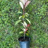 Piante da siepe photinia red robin