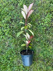 Piante da siepe photinia red robin