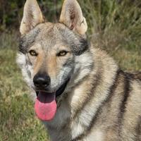 Cuccioli cane lupo cecoslovacco alta genealogia