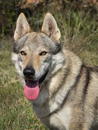 Cuccioli cane lupo cecoslovacco alta genealogia