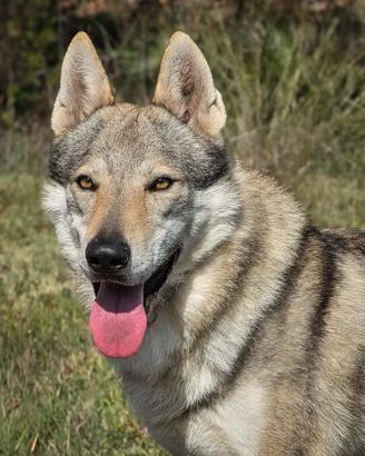 Cuccioli cane lupo cecoslovacco alta genealogia