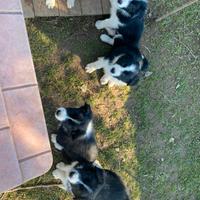 Cuccioli Border Collie Maschi CON PEDIGREE