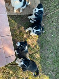 Cuccioli Border Collie Maschi CON PEDIGREE