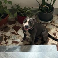 Femmina staffordshire bull terrie per monta