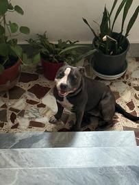 Femmina staffordshire bull terrie per monta