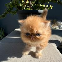 Persiano Ipertipo o Exotic Shorthair a