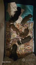 Incrocio Pitbull terrier e Staffordshire bull terr