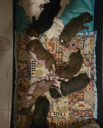 Incrocio Pitbull terrier e Staffordshire bull terr