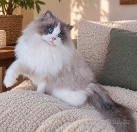 Gatto RAGDOLL adulto con pedigree