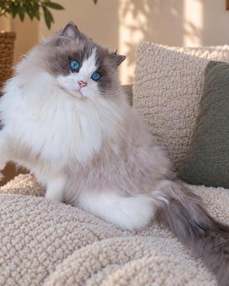 Gatto RAGDOLL adulto con pedigree
