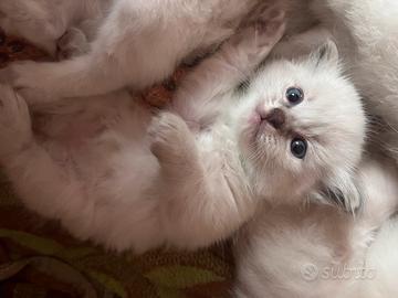 Cuccioli di ragdoll