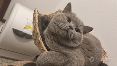 British shorthair