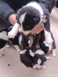 Cuccioli di Border Collie