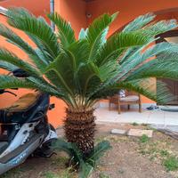 Pianta cycas