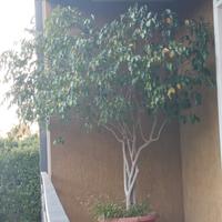 Pianta Ficus