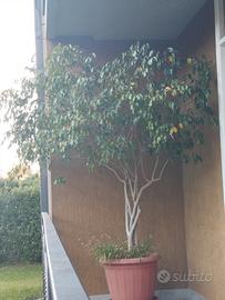 Pianta Ficus