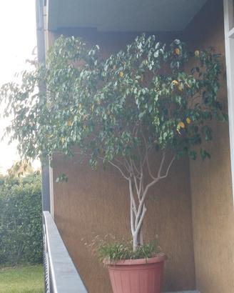 Pianta Ficus