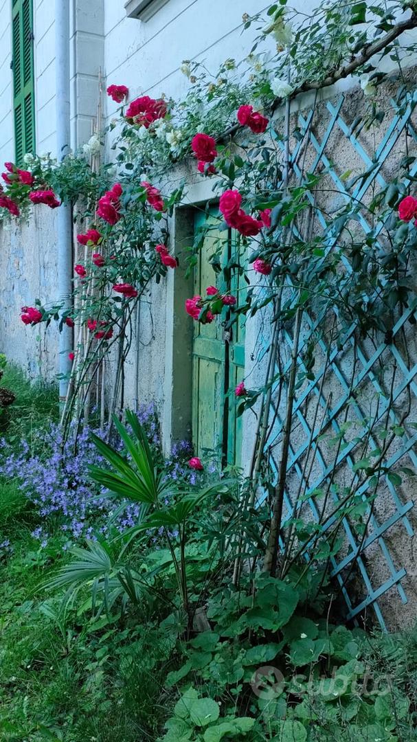 Casa – Venegono Superiore, Frutteto - Vista 4