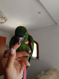 Ara nobilis allevate a mano 
