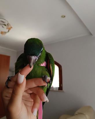Ara nobilis allevate a mano 