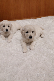 Cuccioli di Golden Retriever