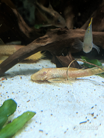 Pesce pulitore ancistrus gold