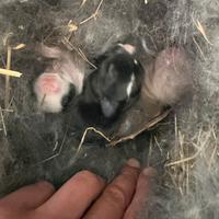 Coniglietti mini nani prenotabili