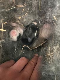 Coniglietti mini nani prenotabili