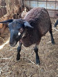 Pecora blu texel