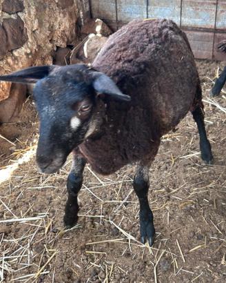 Pecora blu texel