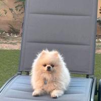 Volpino della Pomerania nano Disp. per monte/accop