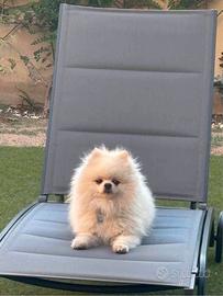 Volpino della Pomerania nano Disp. per monte/accop