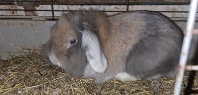 Coniglio testa di leone minulup