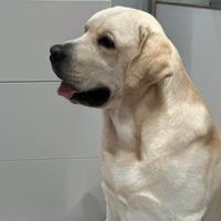 Labrador per Monta
