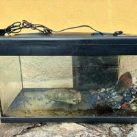 Acquario 40 litri
