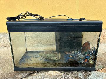 Acquario 40 litri