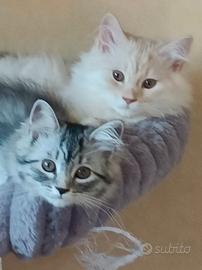 Gatto Siberiano