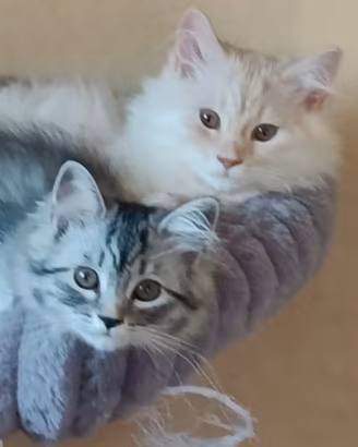 Gatto Siberiano