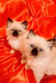 Cuccioli sacro di Birmania